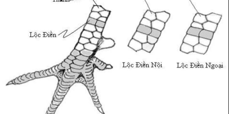 Cách xem vảy gà 