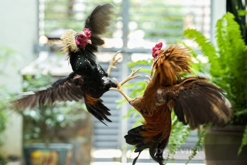 Các Thuật ngữ trong đá gà liệu có khó hiểu như lời đồn