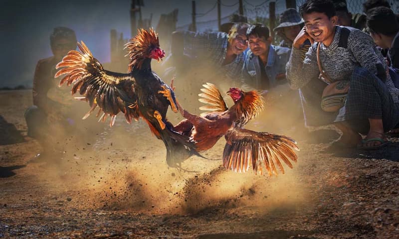 Cách chơi cá cược đá gà trực tuyến chi tiết mà bạn nên tìm hiểu